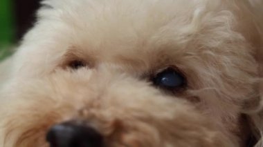 Sol gözündeki ileri katarakt probleminden muzdarip eski bir kaniş köpeğini kapatın..