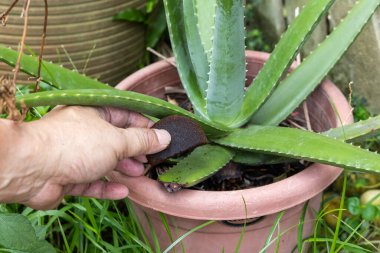 Elinde bir parça sıkıştırılmış kahve çekirdeği tutarak doğal gübre olarak bir saksı aloe vera bitkisine uygulanacak.