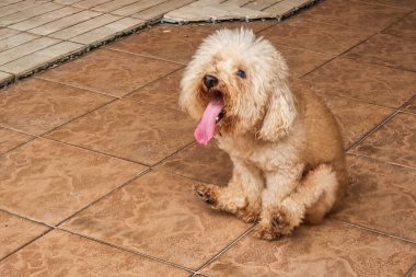 Close-up of poodle pet dog scooting butt on floor rough surface to relieve itch discomfort due to anal gland health problem. Motion blur intended.