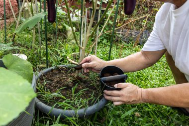 Meyveli brinjal bitkisine kahve telvesi uygulayan biri. Kahve çekirdekleri mükemmel doğal organik gübrelerdir..