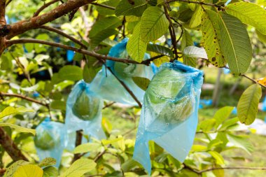 Closeup of guava fruits wrapped in plastic bag to protect fruit from insects attack in Malaysia farm