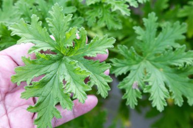 Taze sitronella yaprağı tutarken. Citronella bitkisi böcekleri ve sivrisinekleri püskürtmek için koku ve özellikler içerir..
