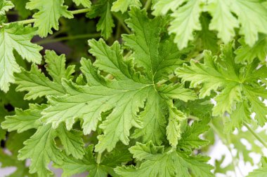 Closeup of fresh citronella leaf, with scent and properties to repel insects and mosquito.