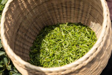 Çin 'in Hangzhou yakınlarındaki çay tarlasında taze hasat edilmiş yüksek kaliteli çay yaprakları.