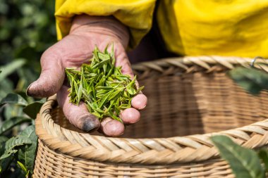 Çin 'in Hangzhou yakınlarındaki Longjing köyünde hasat edilen taze ve taze çay tomurcuklarını sergileyen işçilerin yakın çekimi.