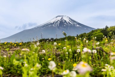 Baharda Japonya 'nın Fuji Dağı manzarası. Önplanda yemyeşil yapraklar ve çiçekler var.