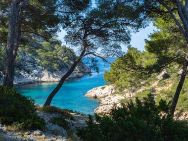 Fransa 'nın Calanques Ulusal Parkı' nın kayalık sahillerinde tipik bir durum: Mavi kayalık küçük bir körfezin üzerinde yüksek çam ağaçları.