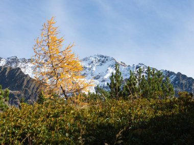 İsviçre dağlarındaki sonbahar renkleri: Karla kaplı zirvelerin önündeki turuncu bir ateş ağacı.