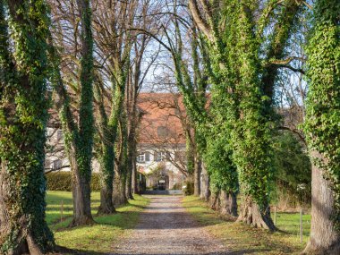 An alley of maple trees covered with ivy leads towards the entrance gate of a historic castle located in Bernried, Bavaria, Germany.