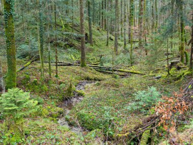 Nature orientated coniferous forest in the Bavarian Alps, Germany.