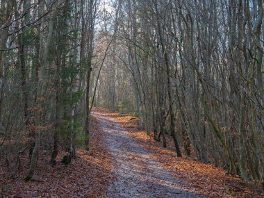 Beautiful forest track through a young beech forest in late autumn condition. The leaf on the ground in the morning sunlight create a beautiful atmosphere.
