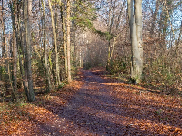 Beautiful forest track through a mixed forest in late autumn condition. The leaf on the ground in the morning sunlight create a beautiful atmosphere.