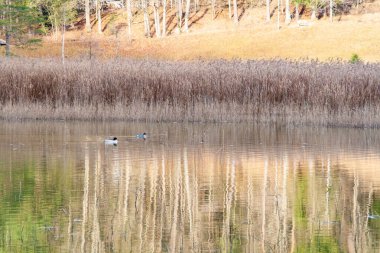 Beautiful scenery in Allgaeu, Germany: Trees mirroring in the water of a small lake and ducks swimming in front of the bank