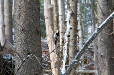 Wildlife in the Bavarian Alps, Germany: A woodpecker picking holes in a tree. Situation in a wintery forest.
