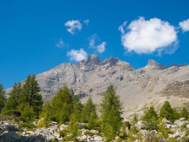 Haute Cime, İsviçre 'nin Valais şehrinde, Dent du Midi' de 3.000 metrenin üzerinde bir zirve. Vadinin yeşil kozalaklarının arkasındaki kayalık dağın manzarası