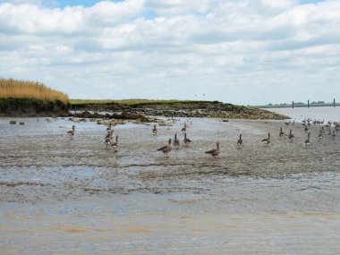 View from the Ditzum-Pektum ferry across the Ems river in Northern Germany towards the mudflats with birds on the banks. clipart