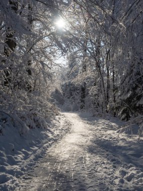 İsviçre 'nin Zürih kenti yakınlarındaki bir gezinti alanında güzel bir durum. Karla kaplı ormanda güneşe karşı bir patika boyunca bak.