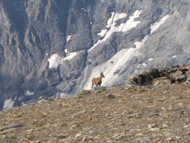 Fransa ve İsviçre arasındaki Le Cheval Blanc zirvesi Tour de Mont Ruan yürüyüş rotasının en yüksek noktasıdır. Zirvede yürüyüşçüleri izleyen bir bumois var..