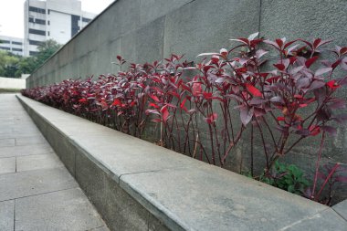 The courtyard around the garden has many purple flower trees