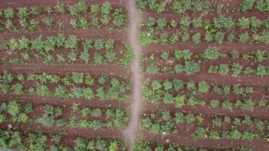 Chili farm seen from above using drone . Chili farm seen from above by drone afternoon in indonesia