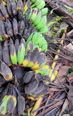 Banana fruit that falls from the tree and rots naturally