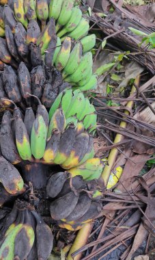 Banana fruit that falls from the tree and rots naturally