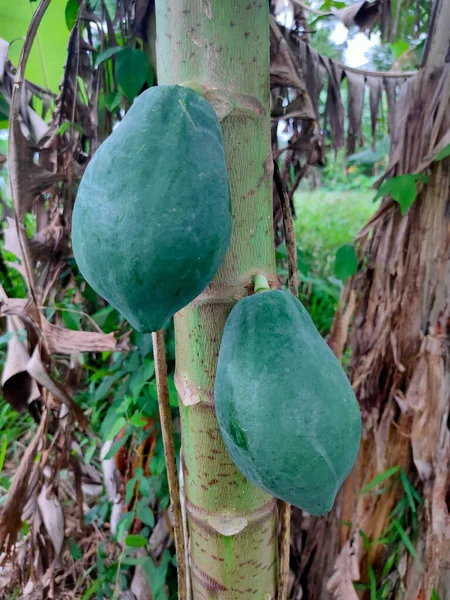 Bahçesinde papaya meyvesi olan papaya ağacı.