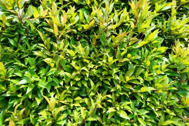 Pandeglang Endonezya şehir meydanında bulunan parlak yeşil yaprak yığınlarının arka planı