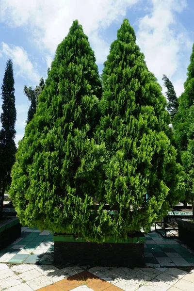 Фото Двух Ярко Зеленых Вечнозеленых Деревьев Фоне Голубого Неба Dacrydium — стоковое фото