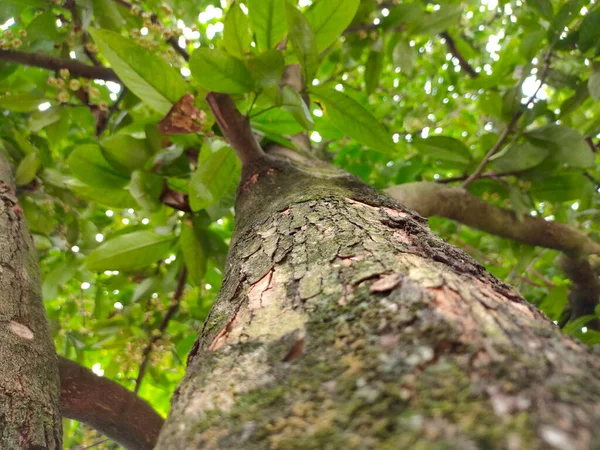 Nahaufnahme Eines Guaven Stammes Mit Unscharfem Hintergrund Textur Der Baumstämme — Stockfoto