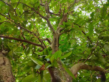 Komşumun su guava ağacı var. Meyve verme aşamasında. Küçük su guava meyvesi..