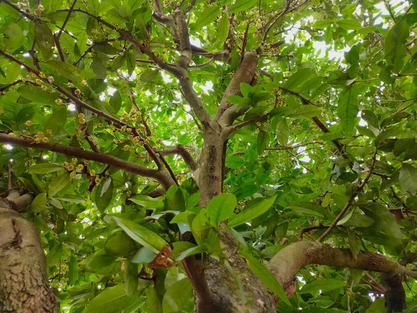 stock image My neighbor has a water guava tree which is in the process of bearing fruit, small water guava fruit.