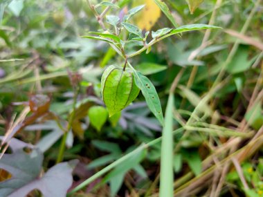 Vişne meyvesi, cips, physalis peruviana, bitkisel meyve yakın fotoğraf, bu meyve çeşitli sağlık faydaları vardır