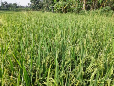 Arkaplanda parlak yeşil meyveler veren pirinç tarlalarının görüntüsü var. Birkaç hafta içinde bitkiler hasat edilmeye hazır olacak.