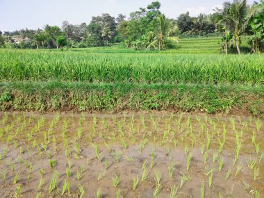 The background is a view of rice fields that are already bearing bright green fruit, in a few weeks the plants will be ready to be harvested clipart