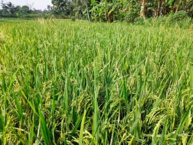 Arkaplanda parlak yeşil meyveler veren pirinç tarlalarının görüntüsü var. Birkaç hafta içinde bitkiler hasat edilmeye hazır olacak.