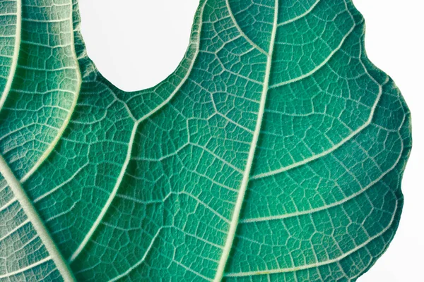 Detailní Záběr Zelený List Izolovaný Bílém — Stock fotografie