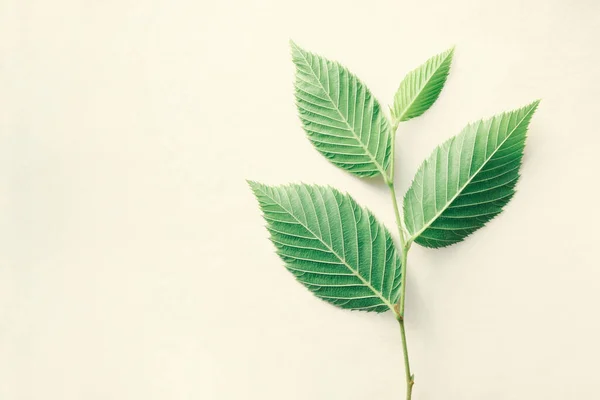 Yeşil yapraklı dal, beyaz üzerinde izole.