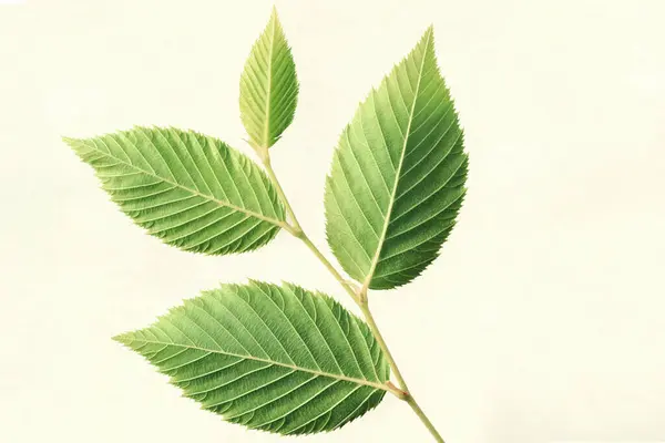 白で孤立した緑の葉でツイッグ — ストック写真