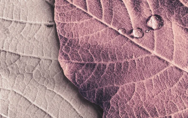 Kırmızı yaprağın yakın plan, doğal arkaplan