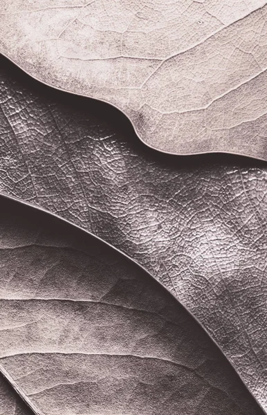 Düşen yaprakların yakın plan, doğal arkaplan