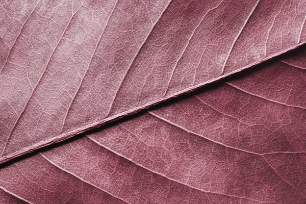 Close Red Leaf Natural Texture Background — Stock Photo, Image