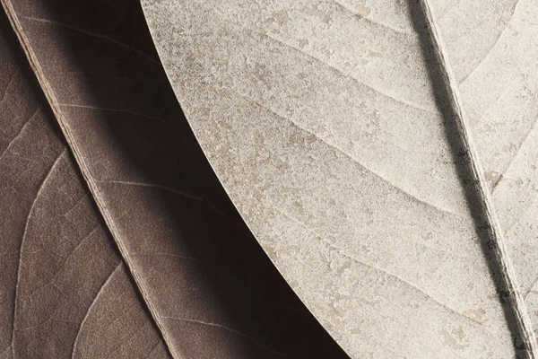 Düşen yaprakların yakın plan, doğal arkaplan