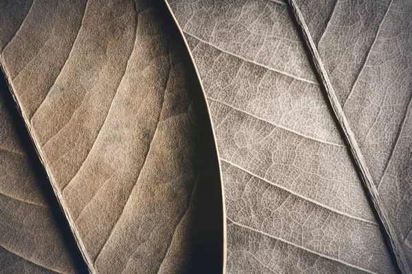 Крупный План Листьев Водопада Естественный Фон — стоковое фото
