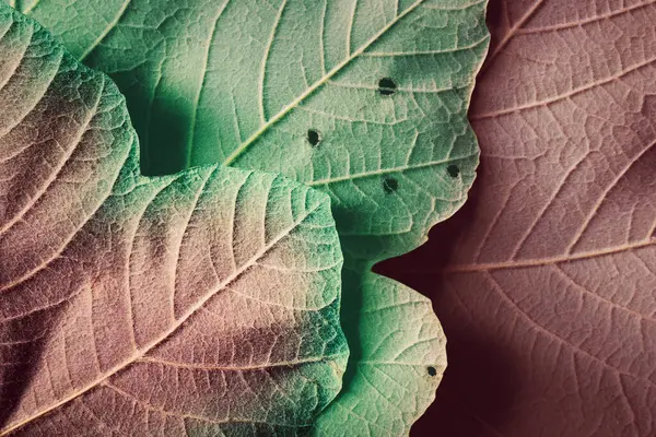 Autumn colors of leaves, natural pattern