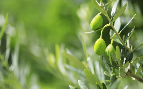 Aceitunas Verdes Árbol Primer Plano — Foto de Stock