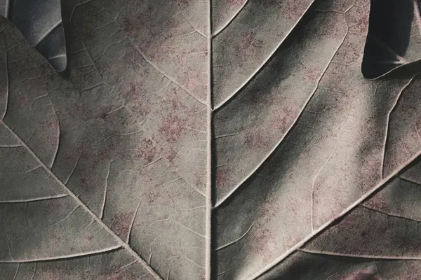 Textura Fundo Folha Árvore Plana Macro — Fotografia de Stock