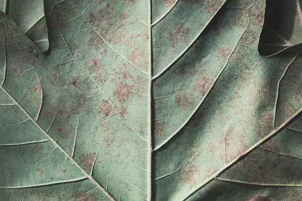 Texture Background Plane Tree Leaf Macro — Stock Photo, Image