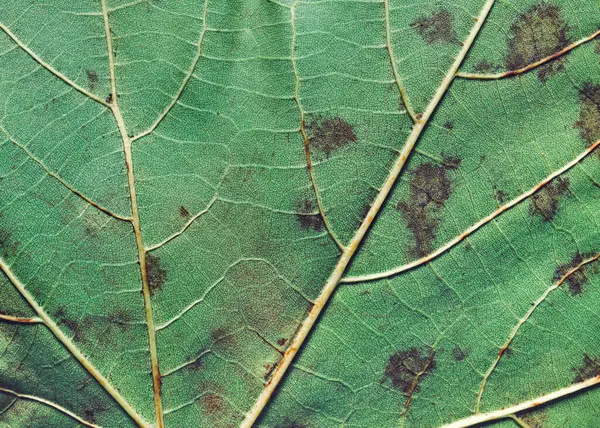 Texture Background Plane Tree Leaf Macro — Stock Photo, Image