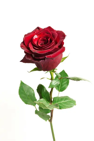 Güzel kırmızı gül, beyaz arka planda izole.